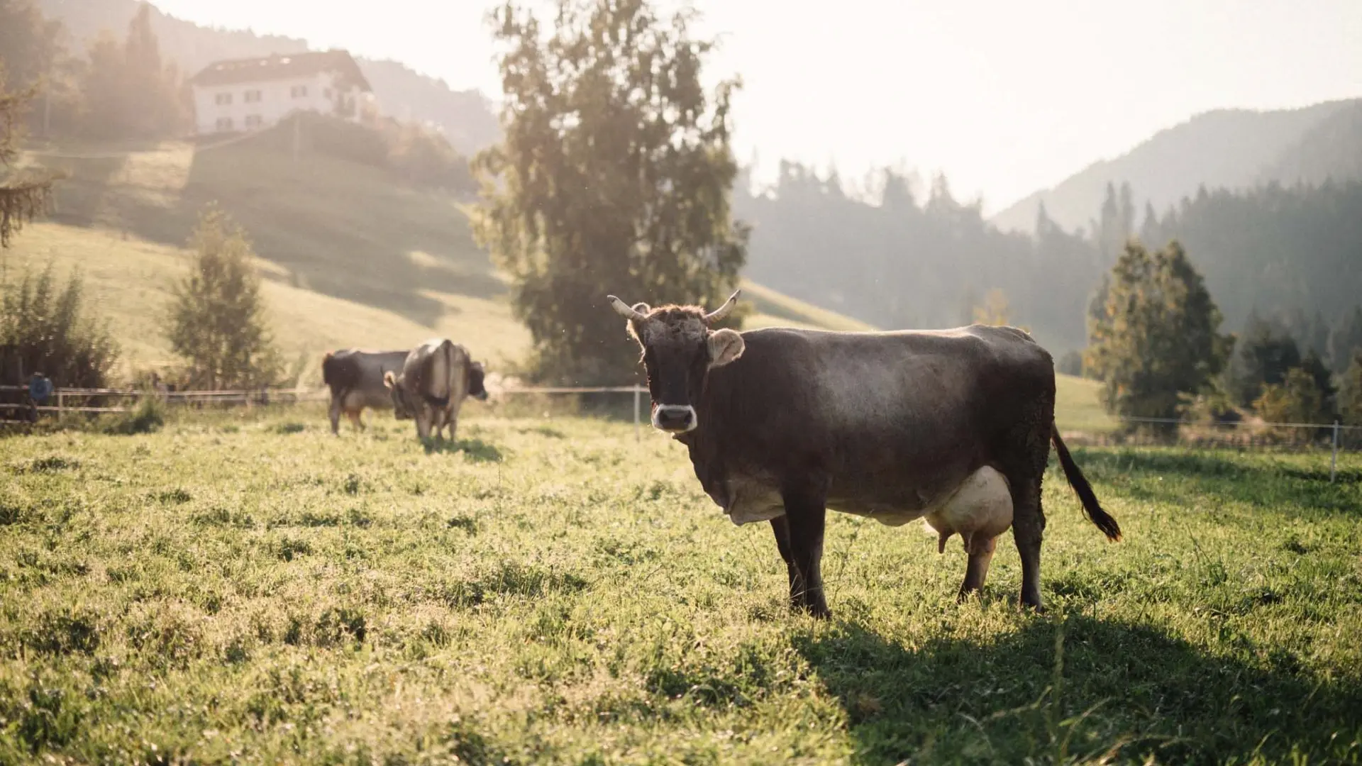 Mila - Cow - milk - South Tyrol